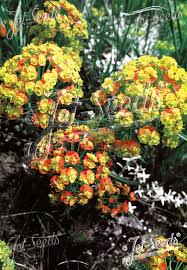 Attēlu rezultāti vaicājumam “Euphorbia cyparissias flower”