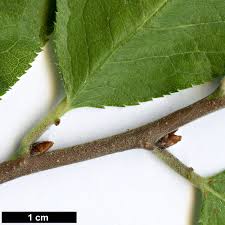 Attēlu rezultāti vaicājumam “Prunus armeniaca leaf”