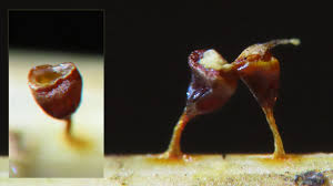 Attēlu rezultāti vaicājumam “Didymium spongiosum var. dictyospora spores”