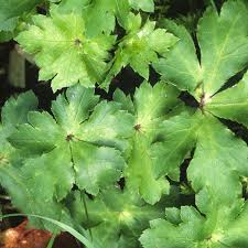 Attēlu rezultāti vaicājumam “Sanicula europaea bud”