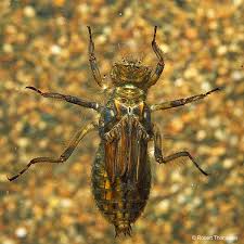 Attēlu rezultāti vaicājumam “Libellula depressa”