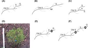 Attēlu rezultāti vaicājumam “Eurhynchium angustirete sporophyte”
