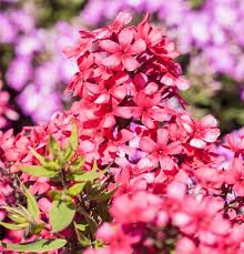 Image result for Phlox (großblumig)