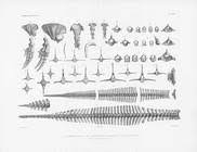Image result for Leucopleurus acutus
