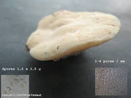 Attēlu rezultāti vaicājumam “Tyromyces chioneus”