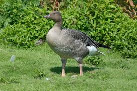 Attēlu rezultāti vaicājumam “Anser brachyrhynchus adult”