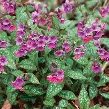 Attēlu rezultāti vaicājumam “Pulmonaria saccharata leaf”