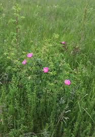 Attēlu rezultāti vaicājumam “Rosa majalis”