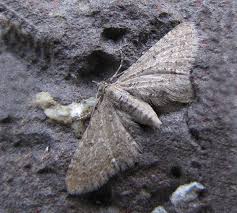 Attēlu rezultāti vaicājumam “Eupithecia satyrata”