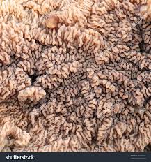 Attēlu rezultāti vaicājumam “Phlebia rufa”