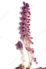 Attēlu rezultāti vaicājumam “Lathraea squamaria flower”