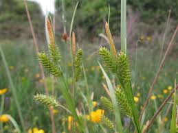 Attēlu rezultāti vaicājumam “Carex pallescens”