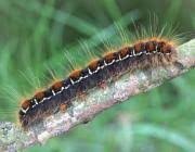 Attēlu rezultāti vaicājumam “Eriogaster lanestris larva”