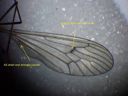 Attēlu rezultāti vaicājumam “Trichocera regelationis”
