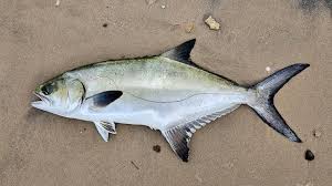 Image result for Lichia amia