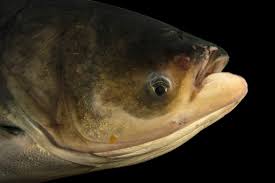 Image result for Hypophthalmichthys nobilis