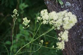 Attēlu rezultāti vaicājumam “Thalictrum lucidum”