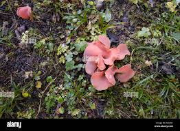 Attēlu rezultāti vaicājumam “Tremiscus helvelloides”