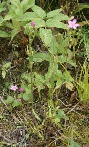 Attēlu rezultāti vaicājumam “Centaurium littorale leaf”