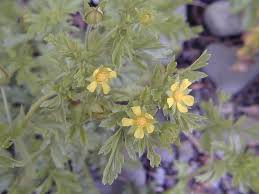 Attēlu rezultāti vaicājumam “Potentilla supina flower”