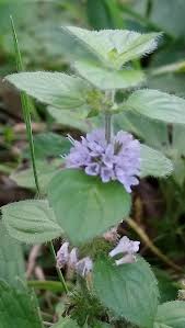 Attēlu rezultāti vaicājumam “Mentha arvensis leaf”