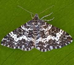 Attēlu rezultāti vaicājumam “Epirrhoe”