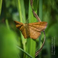 Attēlu rezultāti vaicājumam “Idaea serpentata”