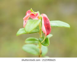 Attēlu rezultāti vaicājumam “Exobasidium vaccinii”