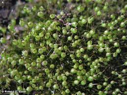 Attēlu rezultāti vaicājumam “Physcomitrium pyriforme”