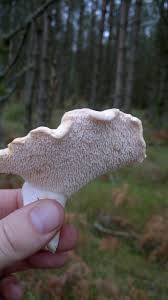 Attēlu rezultāti vaicājumam “Hydnum sp.”