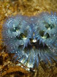 Attēlu rezultāti vaicājumam “Serpoleskea subtilis sporophyte”