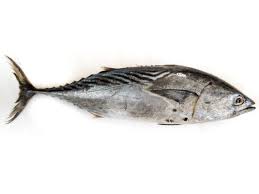 Image result for Thunnus maccoyii