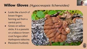 Attēlu rezultāti vaicājumam “Hypocreopsis lichenoides”