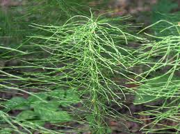 Attēlu rezultāti vaicājumam “Equisetum pratense”