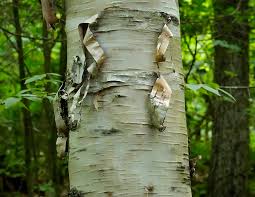 Attēlu rezultāti vaicājumam “Betula papyrifera”