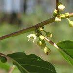 Attēlu rezultāti vaicājumam “Frangula alnus flower”