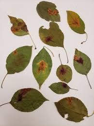 Attēlu rezultāti vaicājumam “Gymnosporangium sp.”