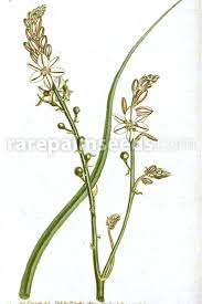 Image result for Asphodelus fistulosus