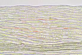 Attēlu rezultāti vaicājumam “Pohlia cruda”