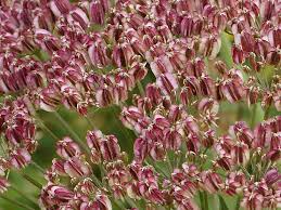 Attēlu rezultāti vaicājumam “Laserpitium latifolium flower”