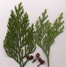 Attēlu rezultāti vaicājumam “Thuja occidentalis leaf”