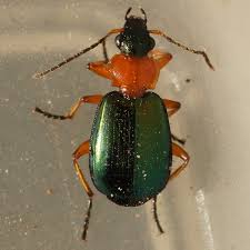 Attēlu rezultāti vaicājumam “Lebia chlorocephala”