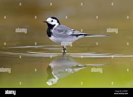 Attēlu rezultāti vaicājumam “Motacilla alba adult”