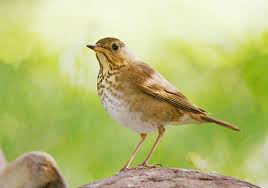 Image result for Catharus ustulatus