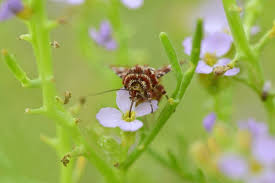 Attēlu rezultāti vaicājumam “Anarta myrtilli”