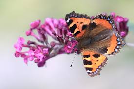 Image result for Small Tortoiseshell