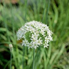 Image result for Schnittknoblauch