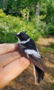 Attēlu rezultāti vaicājumam “Ficedula hypoleuca”