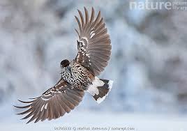 Attēlu rezultāti vaicājumam “Nucifraga caryocatactes adult”