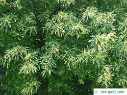 Attēlu rezultāti vaicājumam “Castanea sativa  leaf”